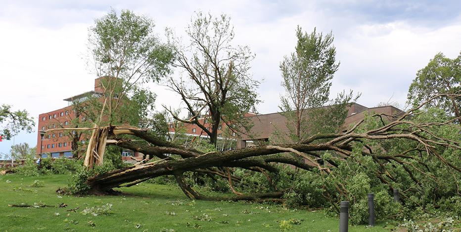 校园树木受损